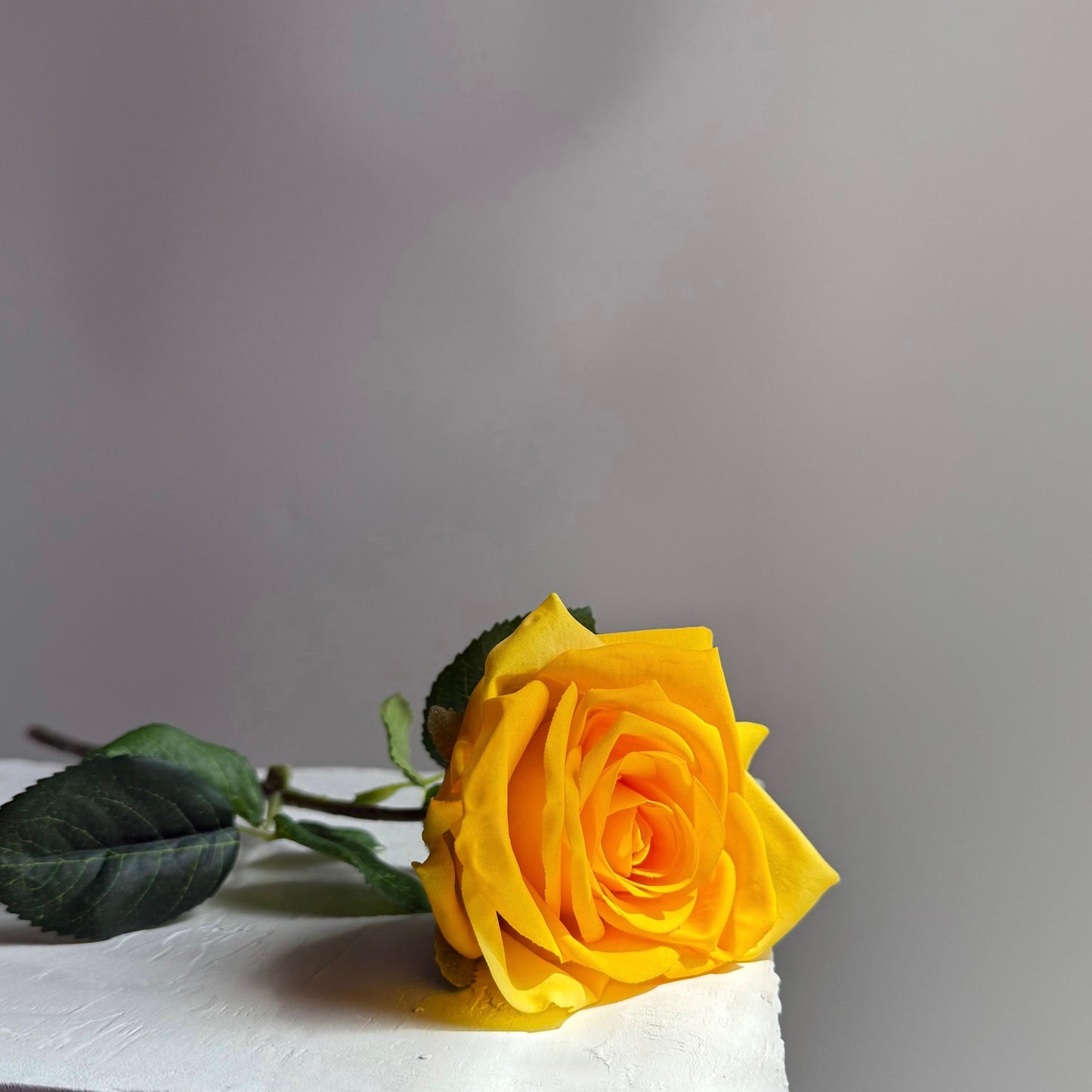 Yellow rose on a white surface with a gray background