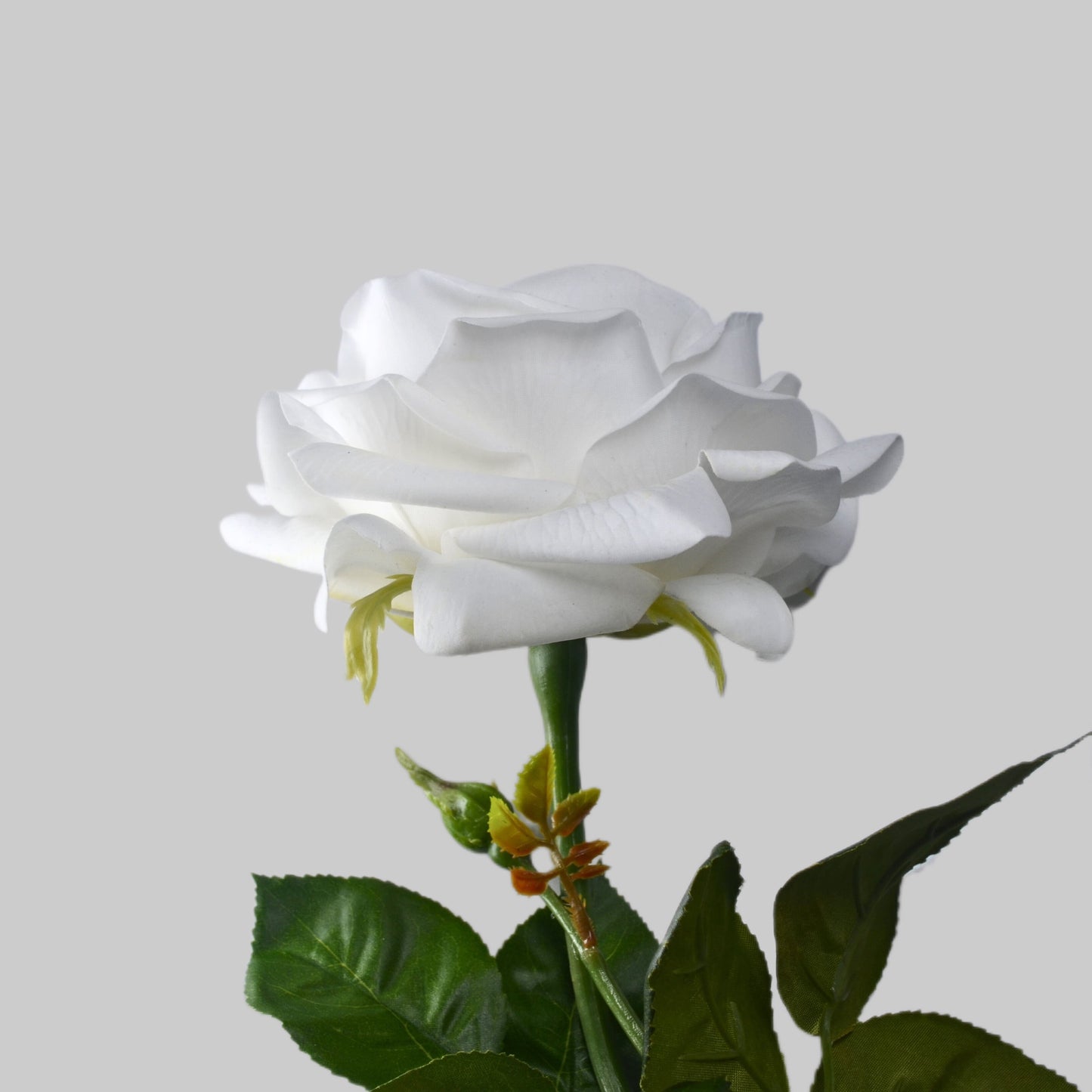 White rose with green leaves on a light gray background