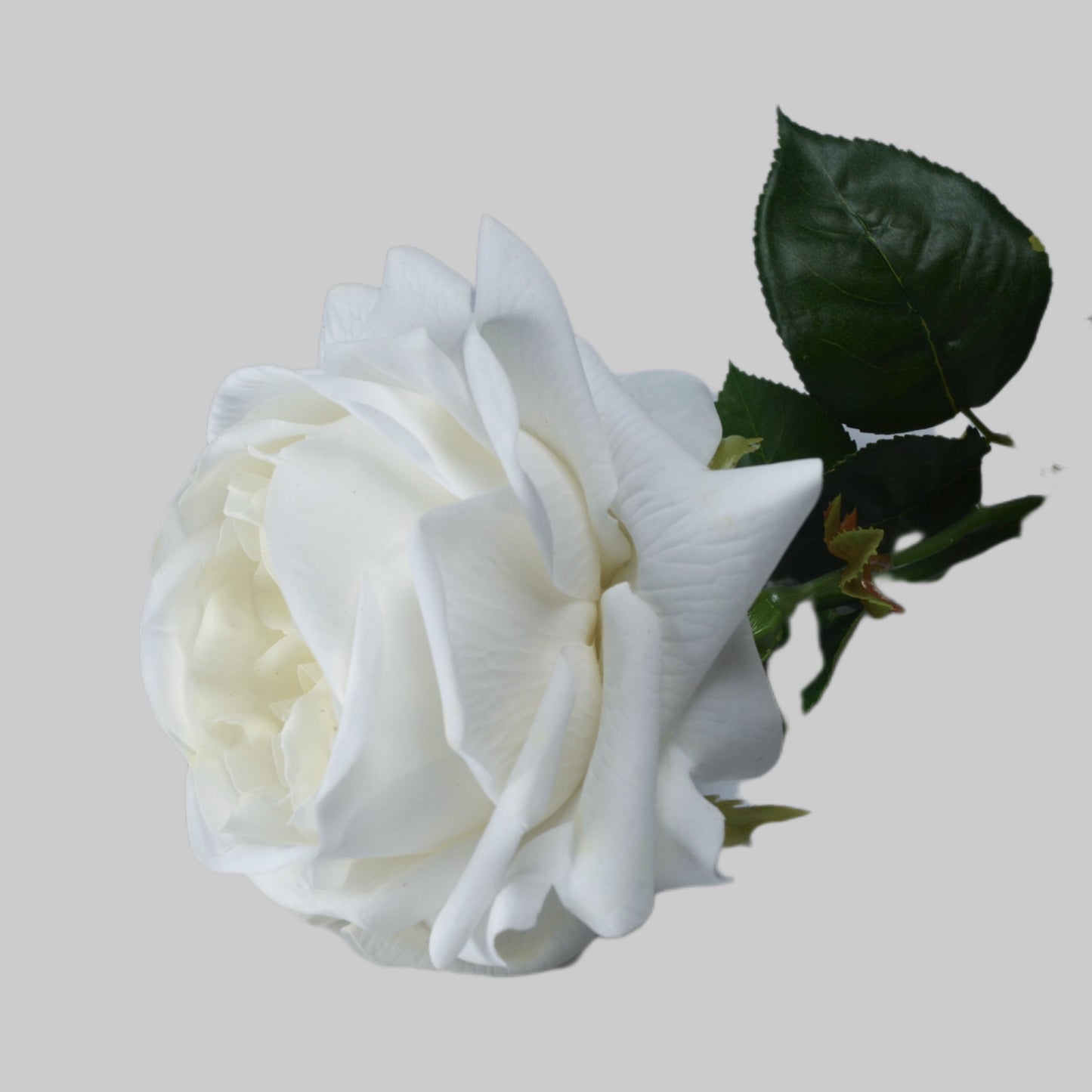 White rose with green leaves on a light gray background