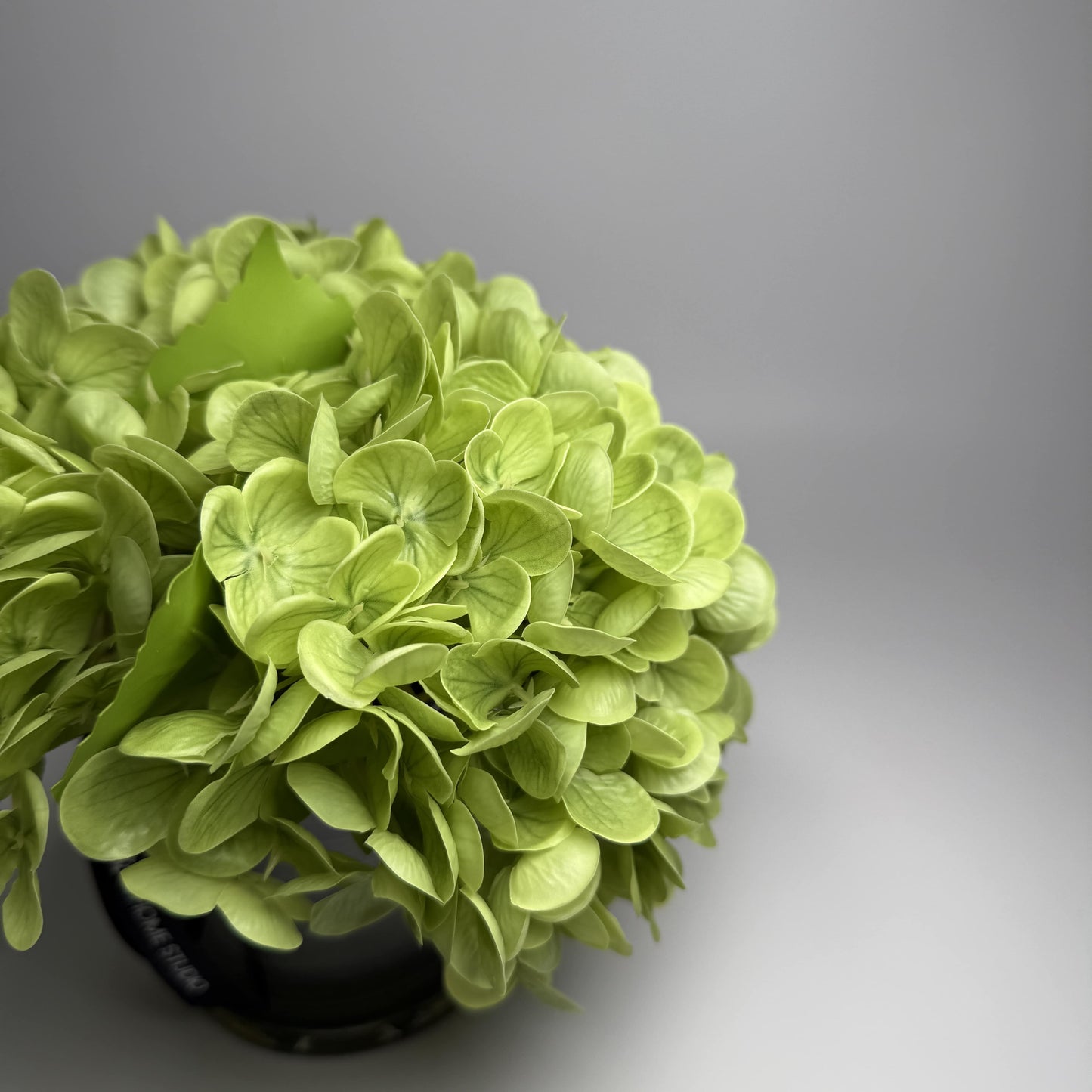 Green hydrangea flower ball on a gray background