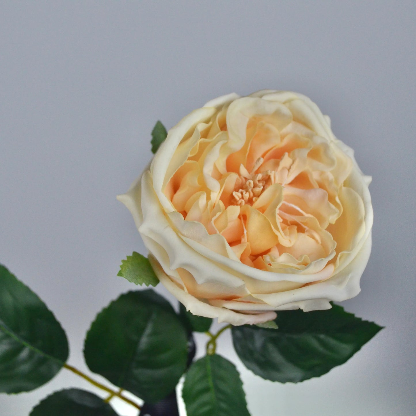Close-up of a peach-colored rose with green leaves on a light gray background