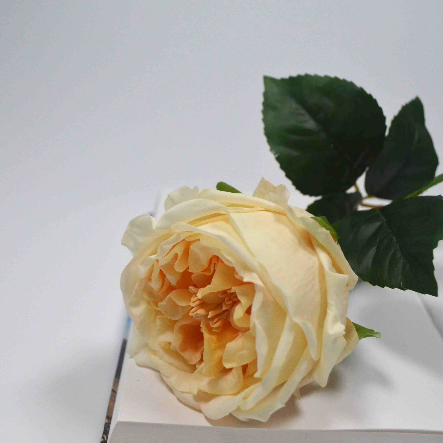 Real touch Austin rose champagne colour single stem