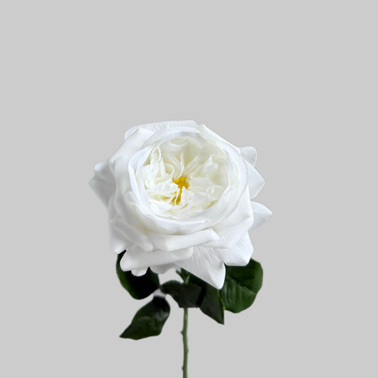 White rose with green leaves on a light gray background