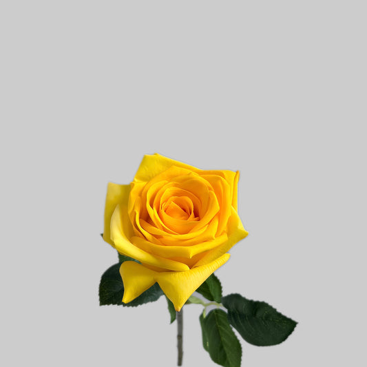 Yellow rose with green leaves on a light gray background