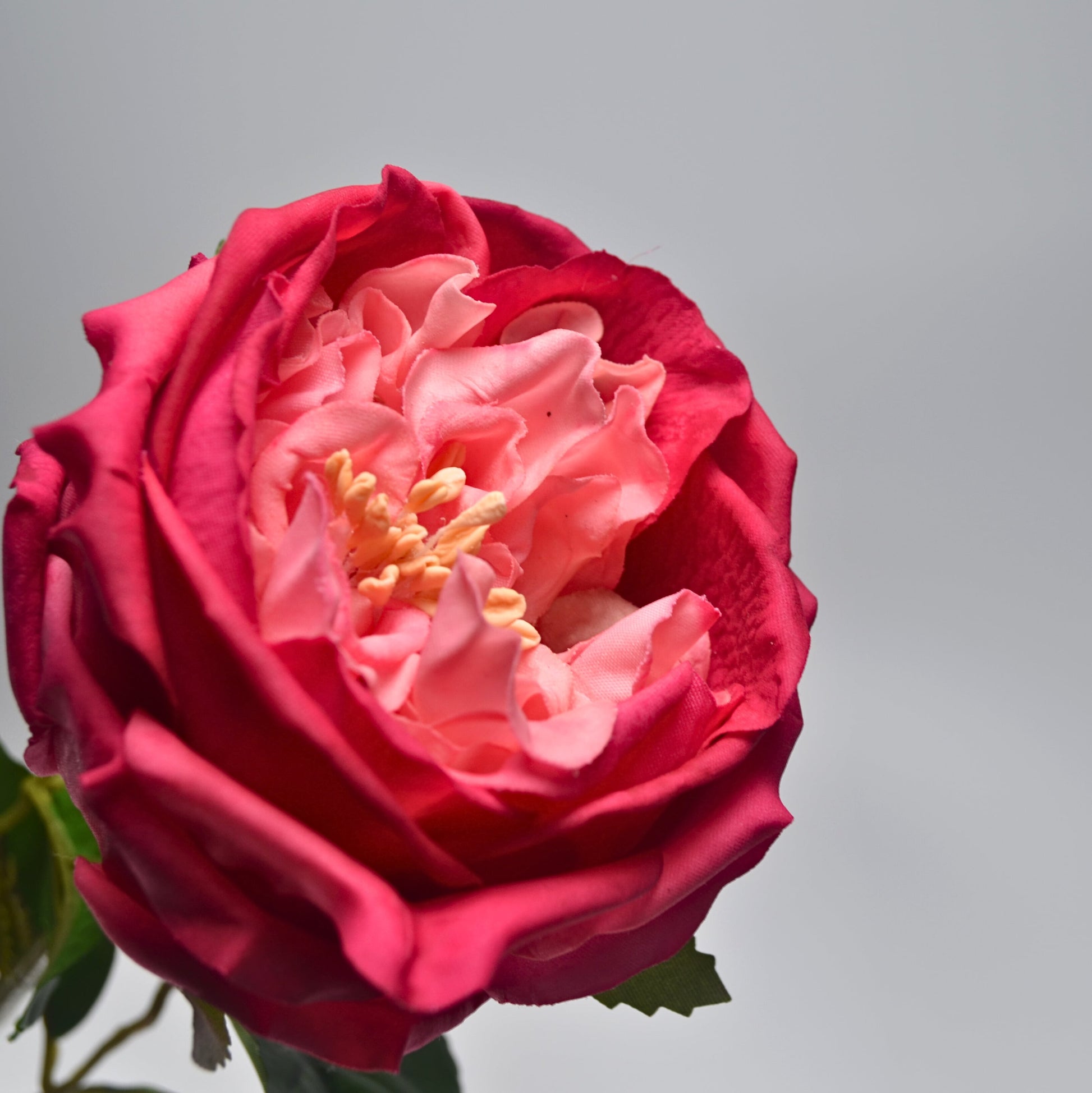 Close-up of a pink and red rose with a soft gray background