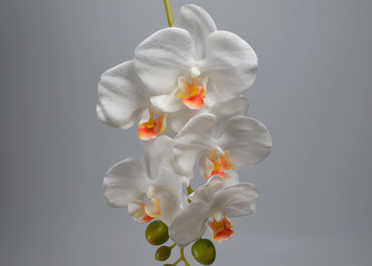Single Stem Real Touch Artificial White Moth Orchid | Faux Floral for Home, Gift, Commercial décor