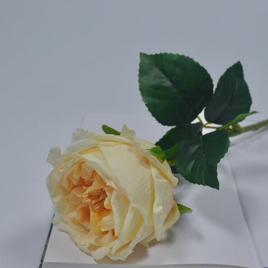 Yellow rose with green leaves on a white background
