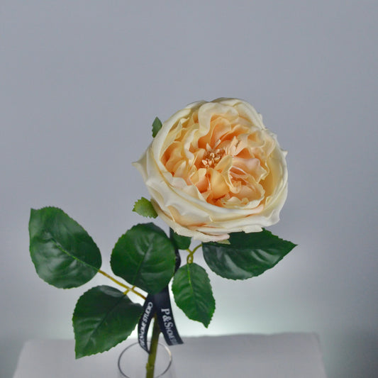 Single peach-colored rose with green leaves on a gray background