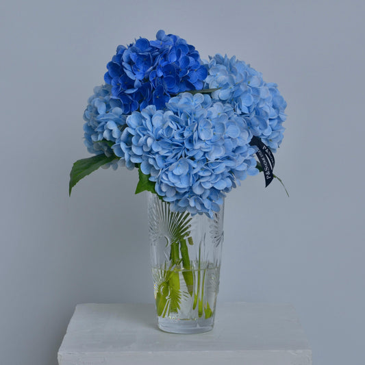 Clear glass vase with blue hydrangeas on a white surface against a gray background