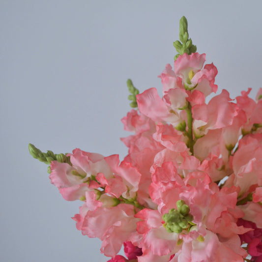 Close-up of pink and white flowers against a light blue background