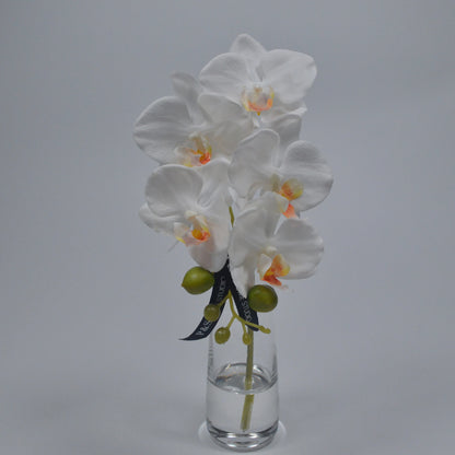White orchid in a clear vase on a gray background