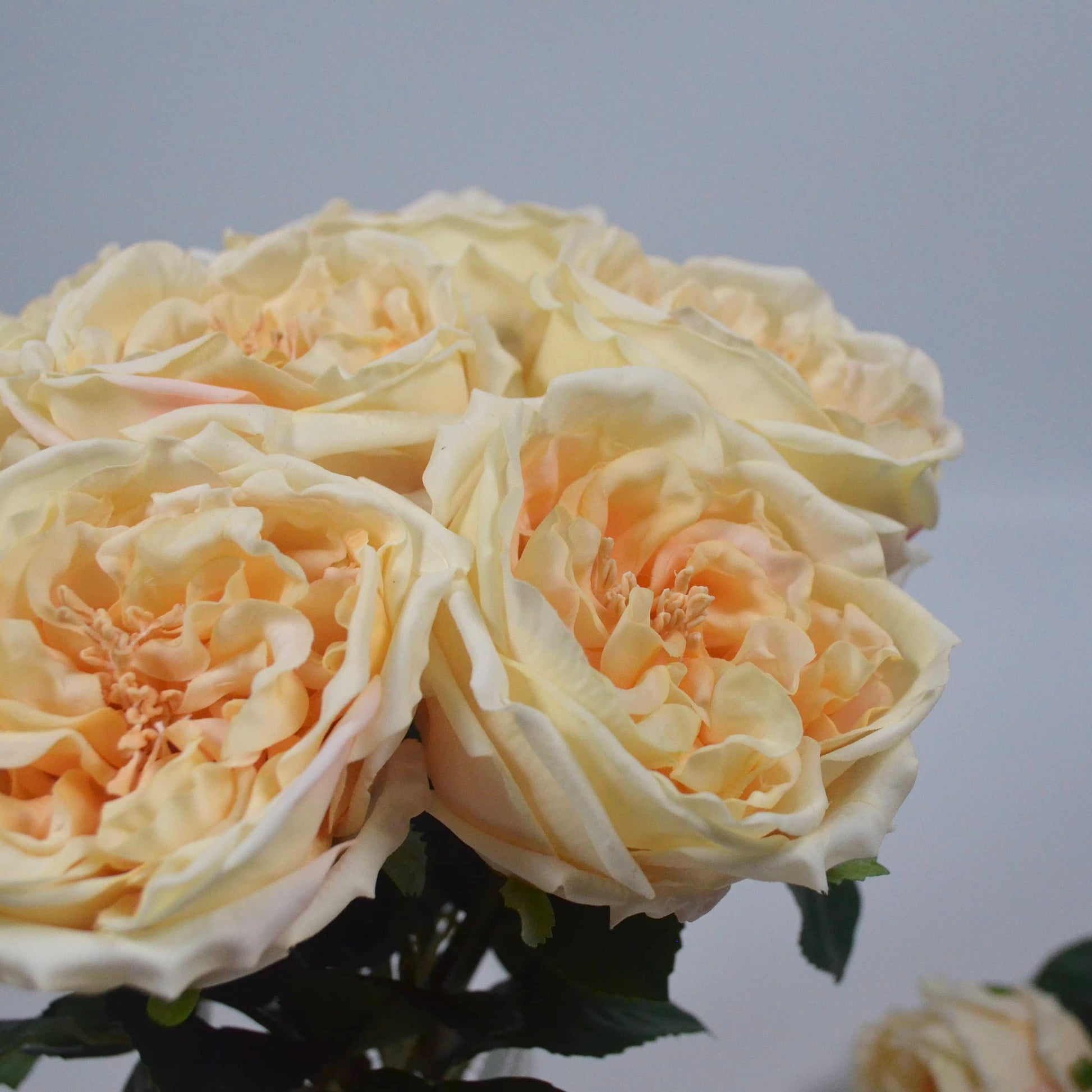 Bouquet of light yellow Austin roses against a gray background