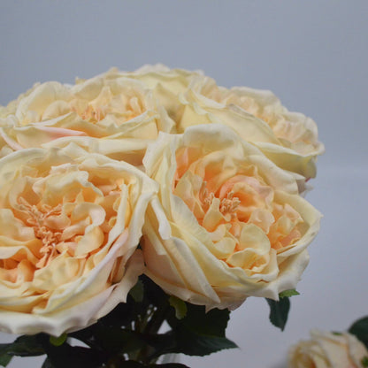 Bouquet of light yellow Austin roses against a gray background